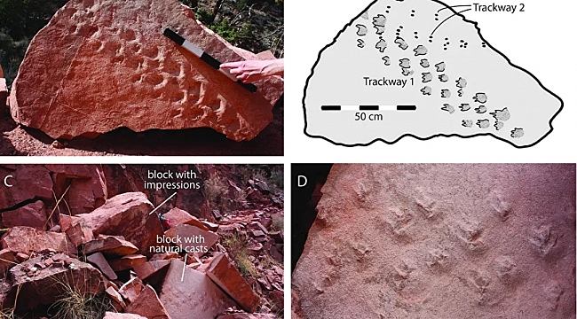 313 Milyon Yıllık Fosil Ayak İzi Bulundu