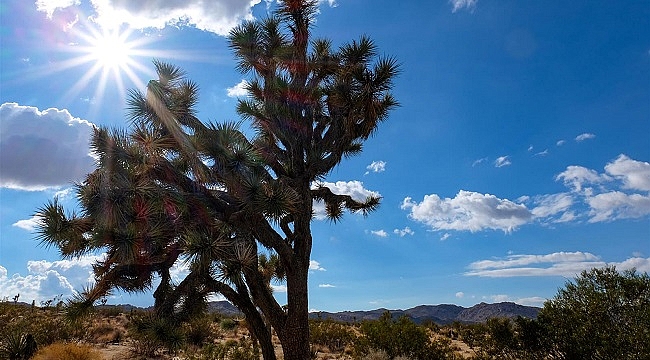 Joshua Tree Ulusal Parkı'nın Bilinmeyenleri