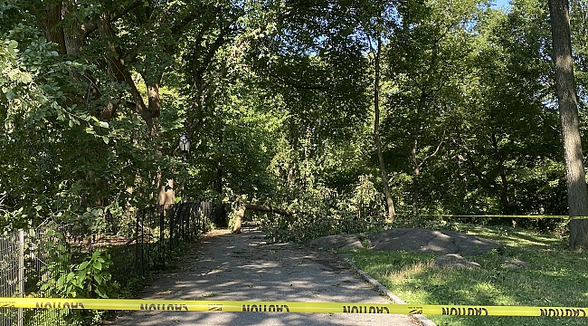 Kasırga Central Park'ta Ağaçları Devirdi