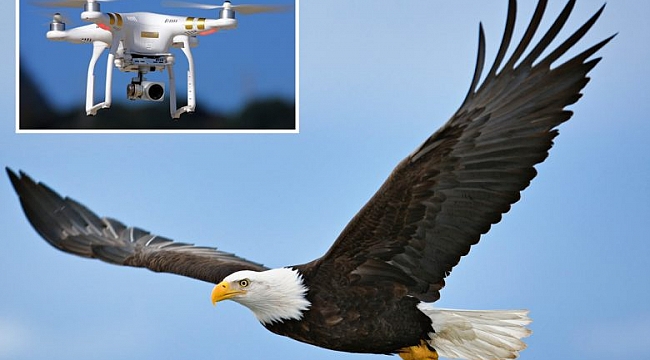 Michigan'da Kartal, Drone Düşürdü