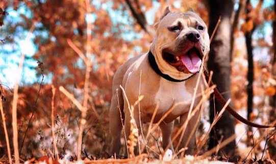 Bebeğine Saldıran Pitbullu Bıçakladı