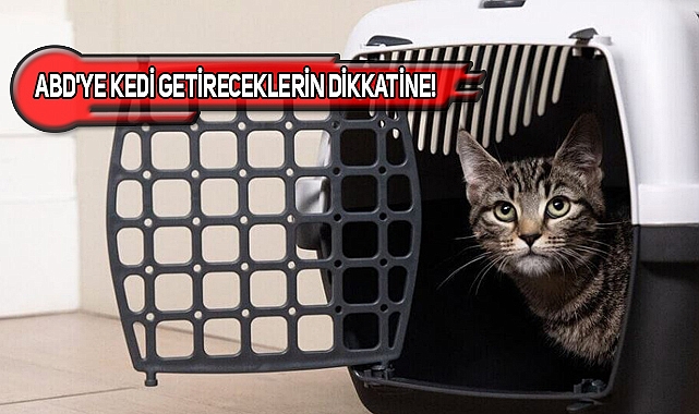 ABD'ye Kedi Getirecekler İçin Güncel Bilgiler