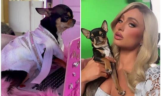 Paris Hilton'nun Kayıp Köpeğini Bulana Sınırsız Ödül