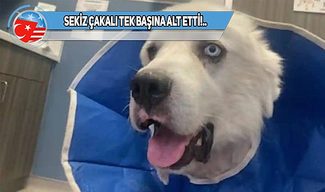 ABD'de Bu Kahraman Köpek Gündem Oldu!