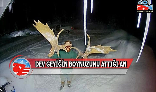 Dev Geyik Boynuzlarını Böyle Attı