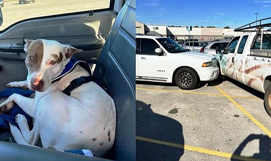 Direksiyon Başındaki Köpek Otoparkı Birbirine Kattı