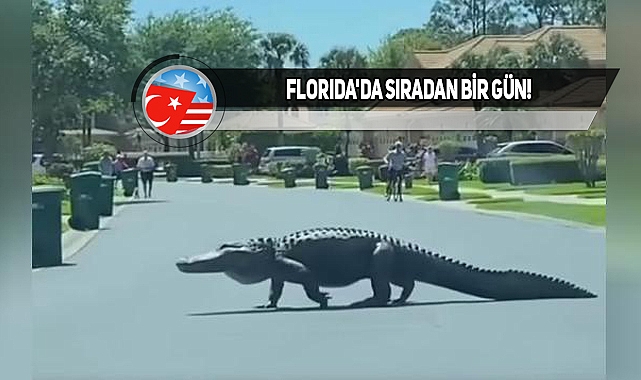 Florida'da Timsah, Caddede Yürürken Görüntülendi