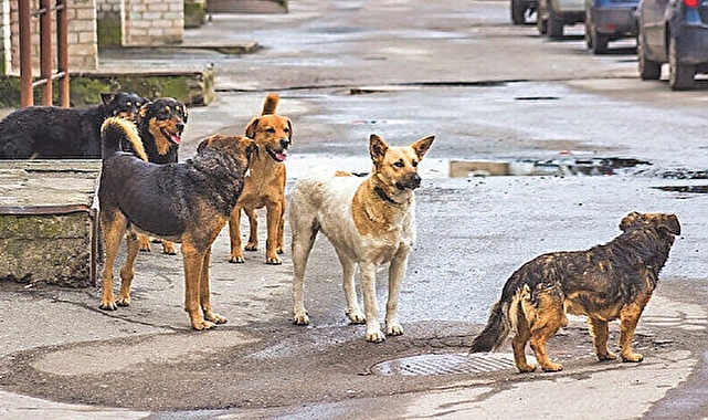 Sokak köpekleri arabalara zarar verdi! 350 bin dolarlık hasar olduğu belirtildi!