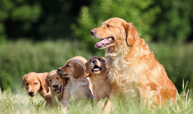 ABD'ye Yurtdışından Köpek Getirmek Yeni Kurallara Bağlandı: Türkiye'den Gelenler İçin de Geçerli