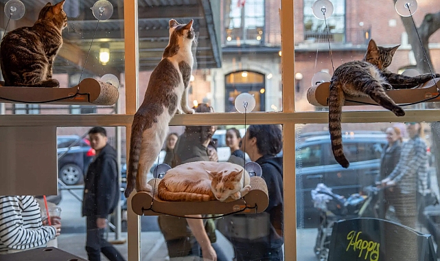 ABD'de Kedi Sevmeyi Özleyenlerin Adresi: Kedi Kafeler!