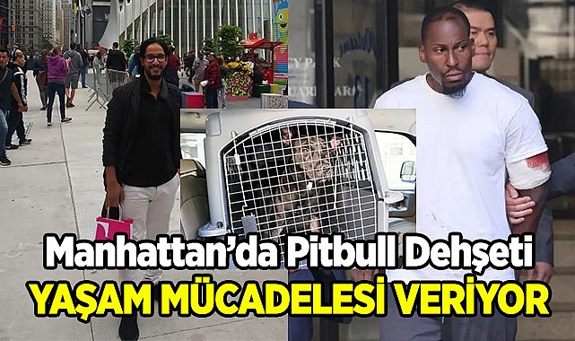 Manhattan'da Pitbull Dehşeti!