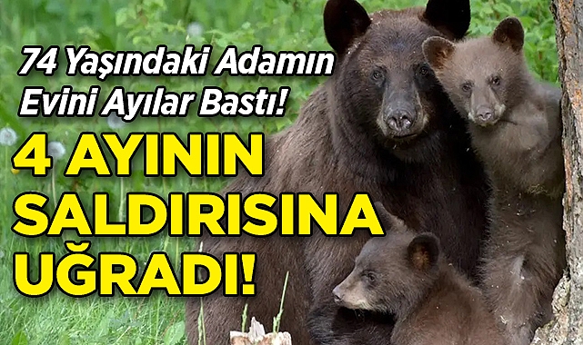 74 Yaşındaki Adam, Evinde 4 Ayının Saldırısına Uğradı!