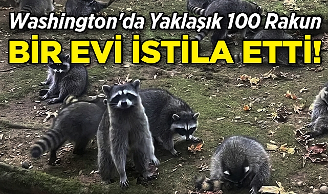 Washington'da Yaklaşık 100 Rakun, Bir Evi İstila Etti!