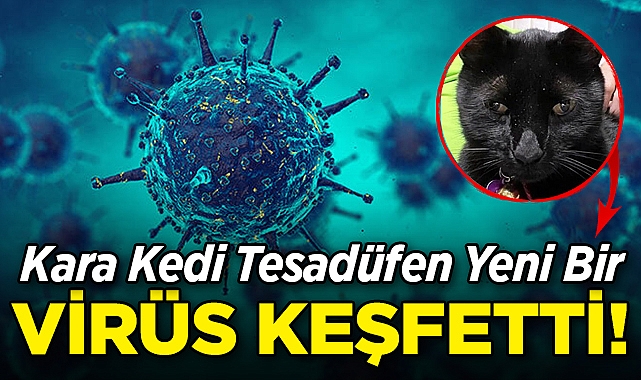 Kara Kedi Tesadüfen Yeni Bir Virüs Keşfetti!