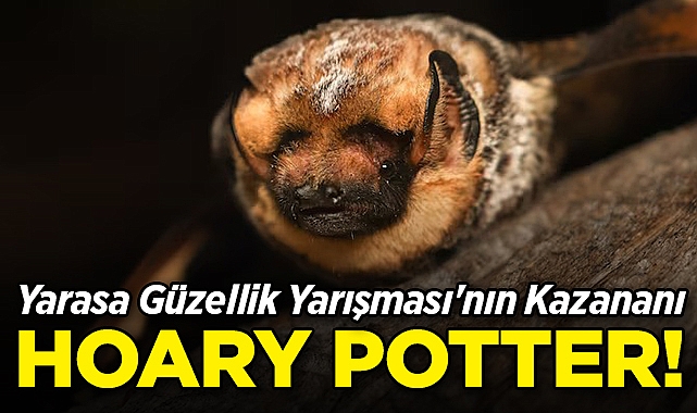 Yarasa Güzellik Yarışması'nın Kazananı Belli Oldu: Hoary Potter!