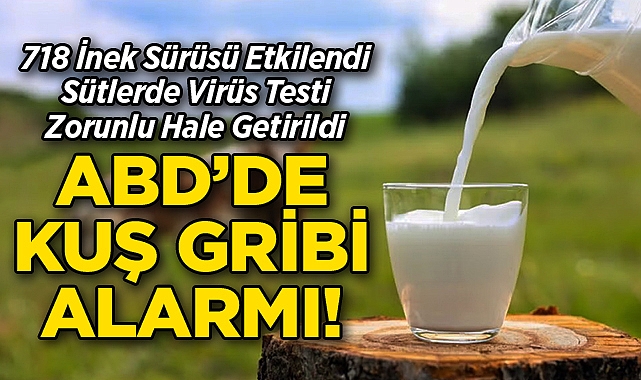 ABD'de Kuş Gribi Alarmı: 718 İnek Sürüsü Etkilendi, Sütler Test Edilecek!