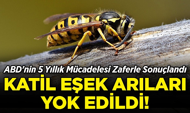 ABD'nin 5 Yıllık Mücadelesi Zaferle Sonuçlandı: Katil Eşek Arıları Yok Edildi!