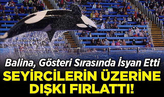 Balina, Gösteri Sırasında İsyan Etti: Seyircilerin Üzerine Dışkı Fırlattı!