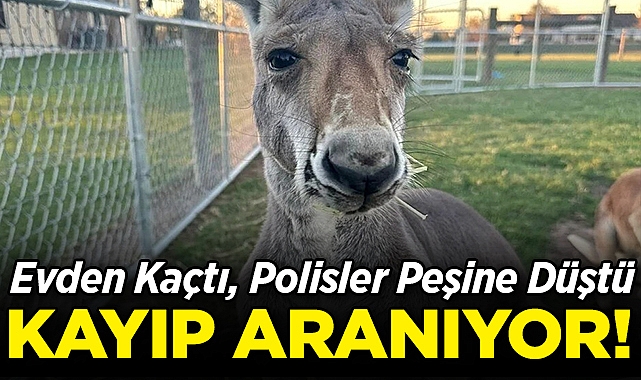 Evden Kaçan Kanguru, Polisleri Peşine Taktı: Kayıp Aranıyor!