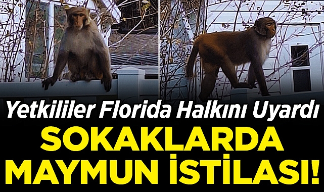 Yetkililer Florida Halkını Uyardı: Sokaklarda Maymun İstilası!